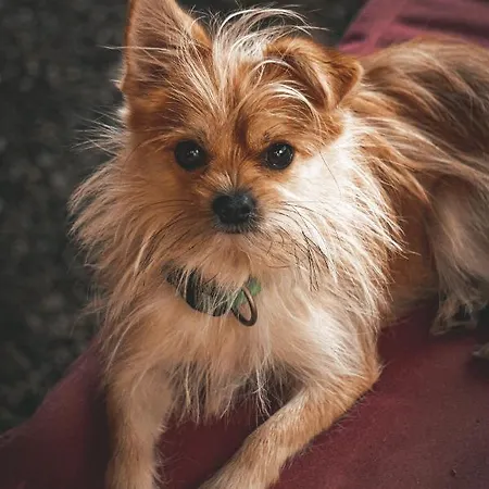 Ξενοδοχείο Restaurant Hillmers Hoff 3*