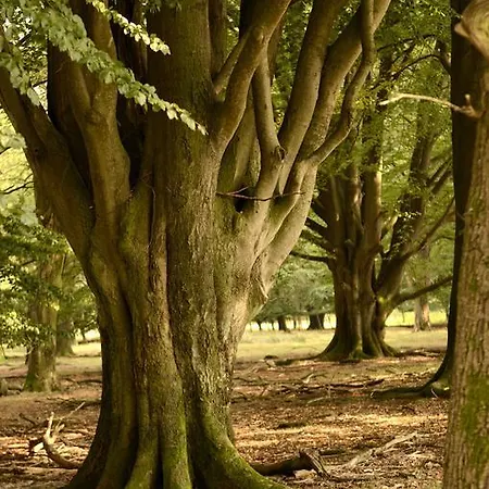 Hotel Restaurant Hillmers Hoff 3*